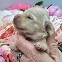 London - Cream female Dachshund puppy in Exeter, California from Sawtooth Miniature Dachshunds