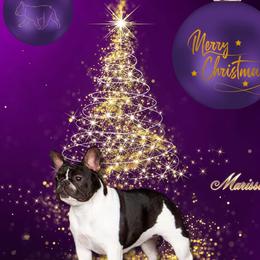 Marissa - French Bulldog