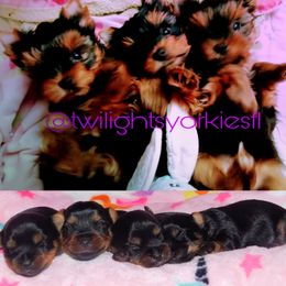 Yorkshire Terrier Puppies from Twilights Yorkies