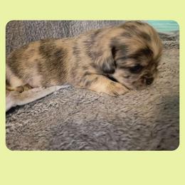 SCBoy 3 - Brindle male Shih Tzu puppy in Meridian, Oklahoma from Crazy Love Kennels