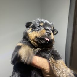 Rottweiler Puppies from Coronado Rottweilers