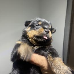 Rottweiler Puppies from Coronado Rottweilers
