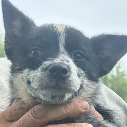 Girl 1 - Blue speckled female Australian Cattle Dog puppy in Iowa from OverTime Cattle Dogs