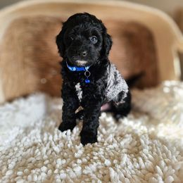 Dax - F1b Blue collar - Black and white Aussiedoodle puppy in Mountain Grove, Missouri from JMR Aussies and Doodles