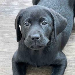 Labrador Retriever Puppies from Branley's Riverside Labradors