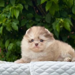 Luna - Pomeranian