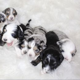 Aussiedoodle and Goldendoodle Puppies from Skyridge Doodles