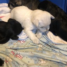 Miniature Schnauzer and Poodle Puppies from Bits & Bytes Farm