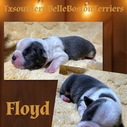 Floyd - Blue male Boston Terrier puppy in Brazos Point, Texas from TX Southern Belle Boston Terriers
