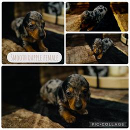 Zola - Dapple female Dachshund puppy in Licking, Missouri from Piney River Dachshunds