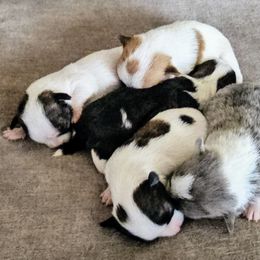 Chihuahuas from Seven Diamond Chihuahua's