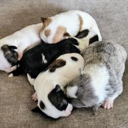 Chihuahuas from Seven Diamond Chihuahua's