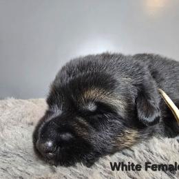 White - Black and red female German Shepherd puppy in Tony, Wisconsin from Muddy Acres German Shepherds
