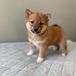 Bronze - Red male Shiba Inu puppy in Monett, Missouri from Happy Tails Shiba Inus