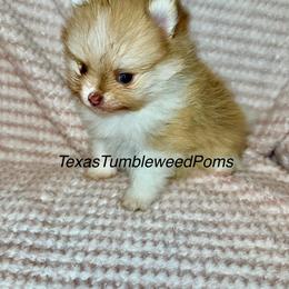 Pomeranian Puppies from Texas Tumbleweed Poms