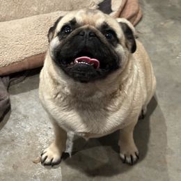Minnie - Pug