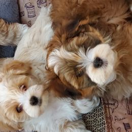 Havanese from GoldDust Havanse