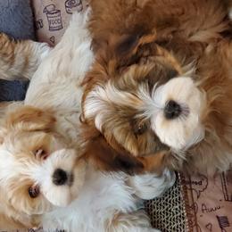 Havanese from GoldDust Havanse