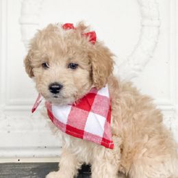 Aussiedoodles, Goldendoodles, and Labradoodles from Haaspawz