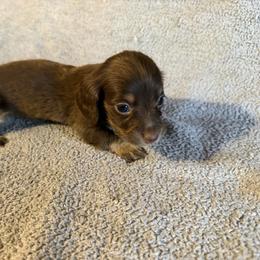 Mocha - Chocolate and cream female Dachshund puppy in Ranburne, Alabama from Camdox