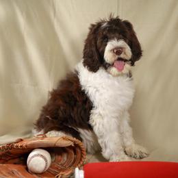 Choc parti girl 3 - Parti female Labradoodle puppy in Colonial Beach, Virginia from Bristol Mine Kennels