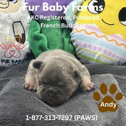 Boy 4 - Tricolors male French Bulldog puppy in Michigan from Fur Baby Farms