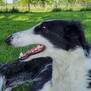 Legacy - Borzoi