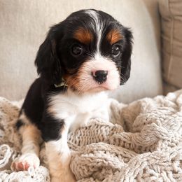 Bubba - Tri-color male Cavalier King Charles Spaniel puppy in Tolleson, Arizona from Pixie Dust Cavaliers