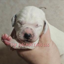Pink - White and black female Dalmatian puppy in Conrath, Wisconsin from JSF Dalmatians LLC