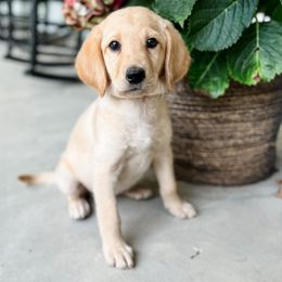 Labradoodle Puppies from M4 Doodles