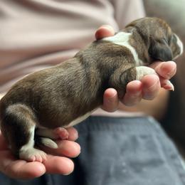 Female 5 - Mahogany and white female Basset Hound puppy in Lindley, New York from Hill Top Basset Hounds & Cane Corso