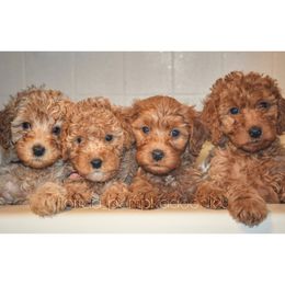 Bernedoodle, Goldendoodle, and Poodle Puppies from Florida Pumpkadoodles