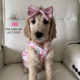 Fiji - Cream female Goldendoodle puppy in Lakeland, Florida from The Puppy Chateau