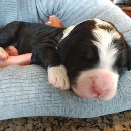 Bernedoodle and Double Doodle Puppies from Cloud Nine Doodles