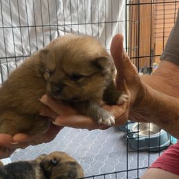 GINGER - Black and tan Pomeranian puppy in Elizabethtown, Kentucky from Teeny Tiny Puppy Tails