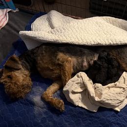 Charlie - Black and tan male Airedale Terrier puppy in Thomasville, North Carolina from Beitzel Babies