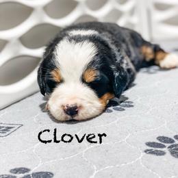 Clover - Black rust and white female Bernese Mountain Dog puppy in Hudson, Indiana from TurkeyCreek-K9