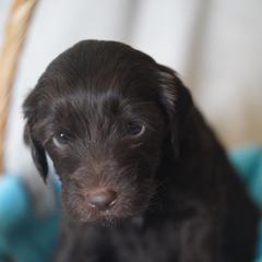 Goldendoodle Puppies from MissPatsDoodles