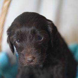 Goldendoodle Puppies from MissPatsDoodles