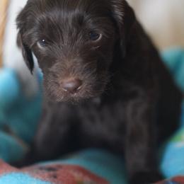 Goldendoodle Puppies from MissPatsDoodles