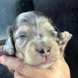 Bomboloni Boy 2 - Dapple male Dachshund puppy in Bigfork, Minnesota from Dachshunds Up North