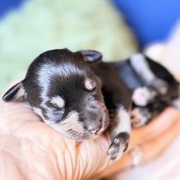 Violet black n silver pending eye color - Black and silver female Miniature Schnauzer puppy in Temple, Texas from Schnauzers Of Taylor