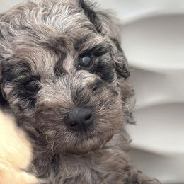 Buddy - Merle male Goldendoodle puppy in Petoskey, Michigan from Petoskey Goldendoodles