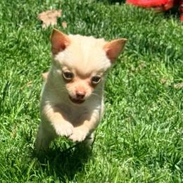 McIntosh Pomchi (tiny) - Blue fawn male Chihuahua puppy in Seneca, Missouri from Stephanie’s Puppy Colony