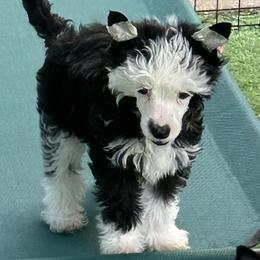 Swayzee - Black and white male Chinese Crested puppy in Hernando, Florida from BryMar Chinese Cresteds