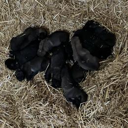 Girl 1 - Fawn female Anatolian Shepherd Dog puppy in Fort Collins, Colorado from Wanyama Ranch Anatolians