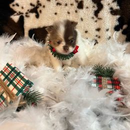 Mocha - Pomeranian puppy from Pomtastic Pomeranians
