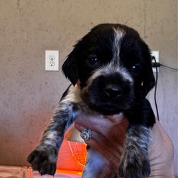 Yellow Collar Girl - Black and white female English Springer Spaniel puppy in Collins, Georgia from English Springer Spaniels at Lands Lodge