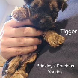 Tigger - Black and tan male Yorkshire Terrier puppy in West Plains, Missouri from Brinkley Yorkies