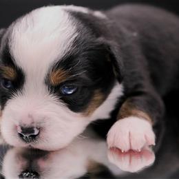 NASA - Black tri female Miniature Australian Shepherd puppy in Melbourne, Florida from True Spirited Aussies